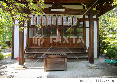 京都の寺院の境内で出会った猫 京都の寺院の境内で出会った猫 111724416