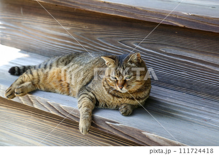 京都の寺院の境内で出会った猫 京都の寺院の境内で出会った猫 111724418