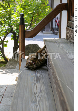京都の寺院の境内で出会った猫 京都の寺院の境内で出会った猫 111724425