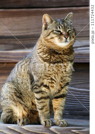 京都の寺院の境内で出会った猫 111724432