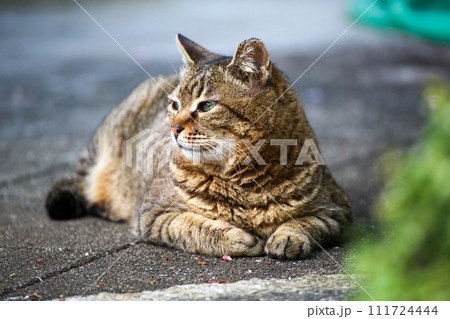 京都の寺院の境内で出会った猫 京都の寺院の境内で出会った猫 111724444