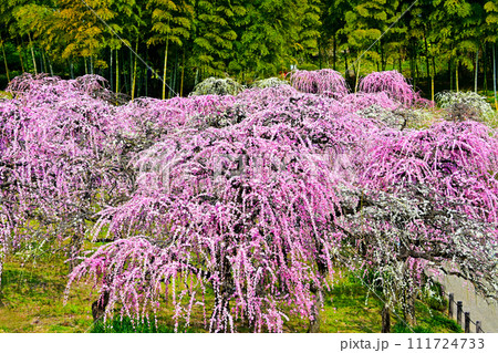 満開に咲き誇った delaふぁーむのしだれ梅 満開に咲き誇った delaふぁーむのしだれ梅 111724733