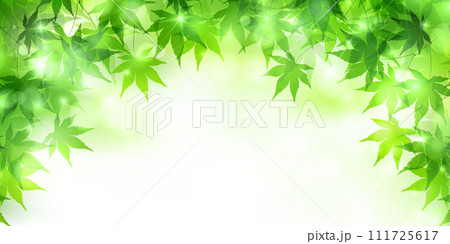 新緑 もみじ 葉 背景 新緑 もみじ 葉 背景 111725617