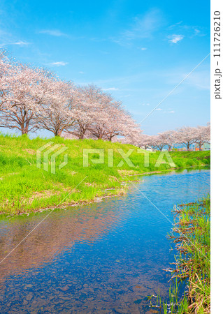 福岡県筑前町草場川の桜並木 111726210