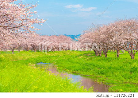 福岡県筑前町草場川の桜並木 111726221