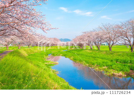 福岡県筑前町草場川の桜並木の写真素材 [111726234] - PIXTA