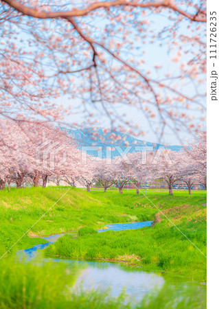 福岡県筑前町草場川の桜並木 111726235