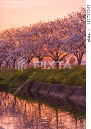 福岡県筑前町草場川の桜並木の夕景 111726245