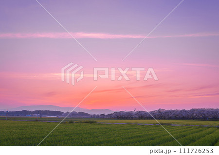 福岡県筑前町草場川の桜並木の夕景 111726253