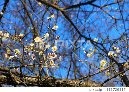 初春の青空と咲き始めた梅の花 111726315