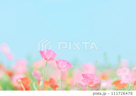 青空に咲くポピーの花 111726478