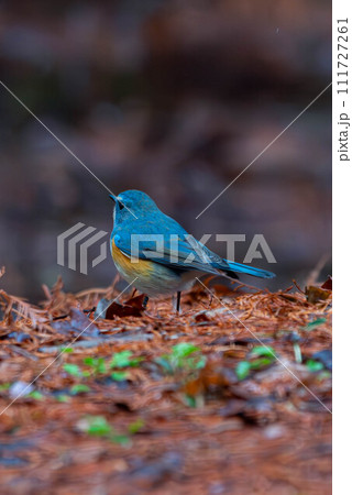 青い鳥のお尻 111727261