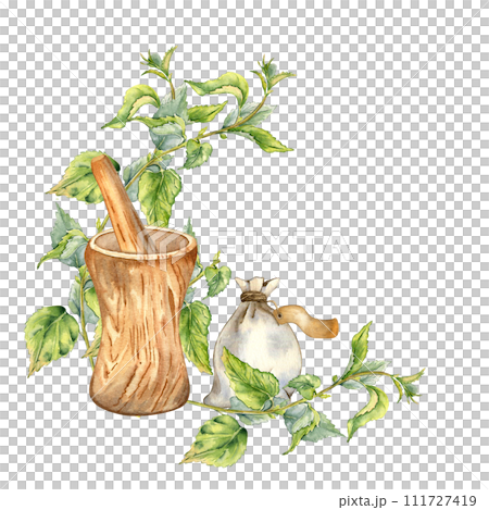 Medicinal herbs and wooden mortar watercolor illustration isolated on white . Nettle stinging plant and herb sachet with dry leaves. Wooden utensil hand drawing. Element for label herb plants Medicinal herbs and wooden mortar watercolor illustration isolated on white . Nettle stinging plant and herb sachet with dry leaves. Wooden utensil hand drawing. Element for label herb plants 111727419
