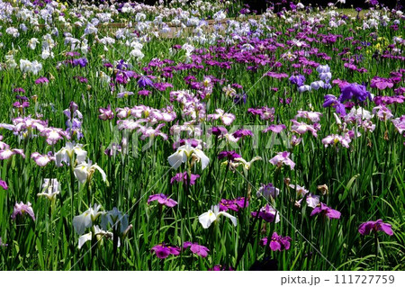 咲き誇る花菖蒲　【相模原市下溝　6月】 111727759