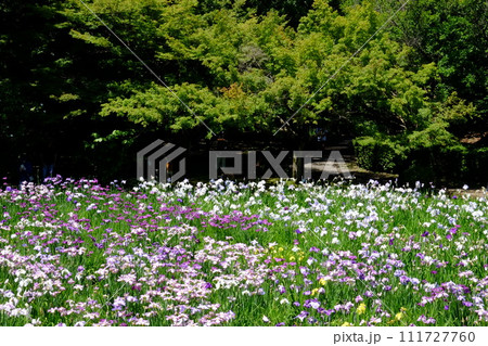 緑に包まれた花菖蒲園 【相模原市下溝 6月】 緑に包まれた花菖蒲園 【相模原市下溝 6月】 111727760