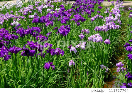 咲き誇る花菖蒲　【相模原市下溝　6月】 111727764