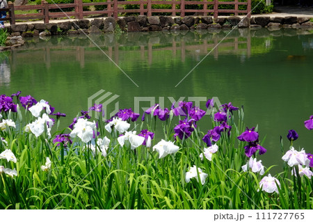 水辺に咲く花菖蒲 【相模原市下溝 6月】 水辺に咲く花菖蒲 【相模原市下溝 6月】 111727765