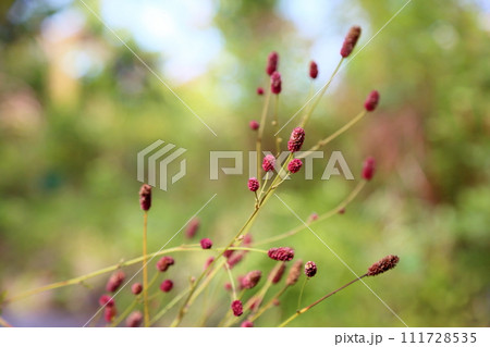 ワレモコウの花 ワレモコウの花 111728535
