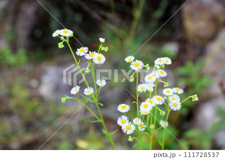 ヒメジョオンの花 111728537