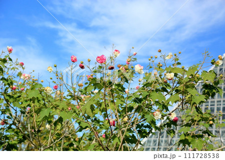 スイフヨウの花 スイフヨウの花 111728538