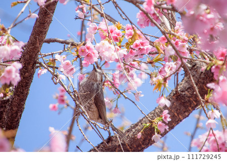 満開の桜の蜜を吸うヒヨドリ 111729245
