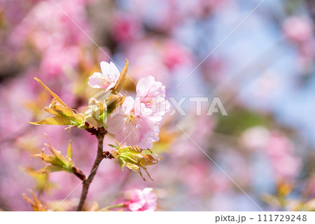 春の訪れを告げる桜 111729248
