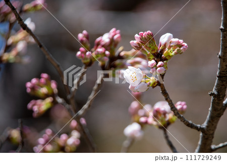 春を呼ぶ桜 111729249