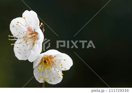 早春の香り　梅の花 111729330