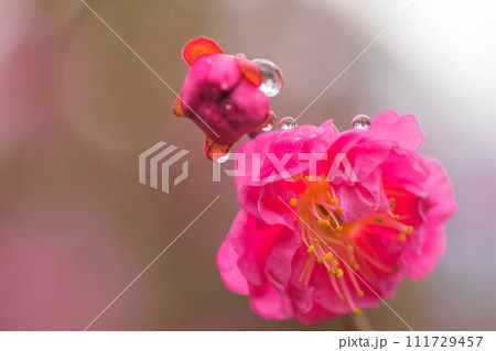 早春の香り　梅の花 111729457