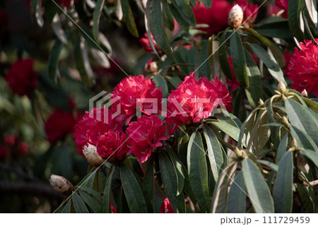 赤いシャクナゲの花 赤いシャクナゲの花 111729459