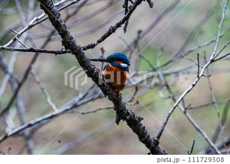 枝に留まる翡翠 111729508