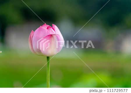 赤いハスの花 111729577