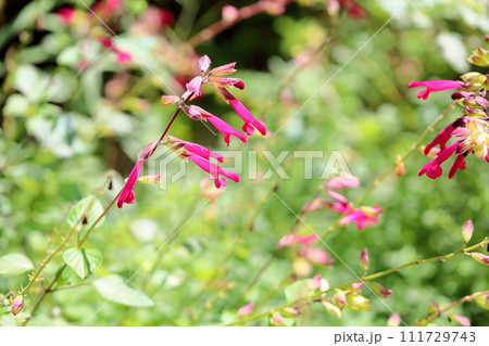 サルビアの花　チェリーセンセーション 111729743