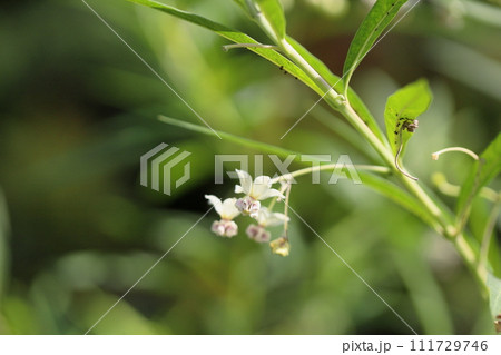フウセントウワタの花 111729746
