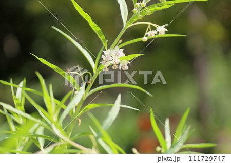 フウセントウワタの花 フウセントウワタの花 111729747