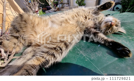 Sleeping Cute Cat. Quality photo 111729821
