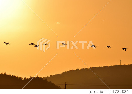 夕焼けとツル 夕焼けとツル 111729824