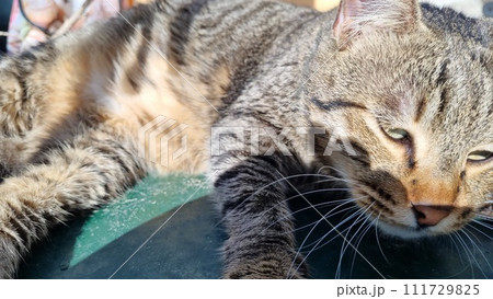 Sleeping Cute Cat. Quality photo 111729825