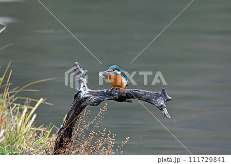 カワセミがエサを咥えて止まり木に。 カワセミがエサを咥えて止まり木に。 111729841