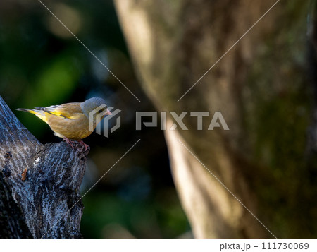 木にとまるカワラヒワ・コピースペース 111730069