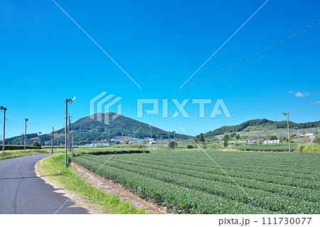 【一面に広がる知覧茶のお茶畑】 鹿児島県南九州市頴娃町郡 【一面に広がる知覧茶のお茶畑】 鹿児島県南九州市頴娃町郡 111730077