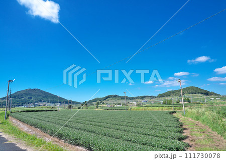 【一面に広がる知覧茶のお茶畑】 鹿児島県南九州市頴娃町郡 111730078