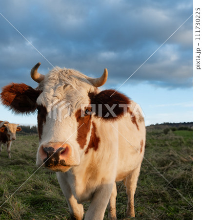 portrait of a cow setting sun 111730225