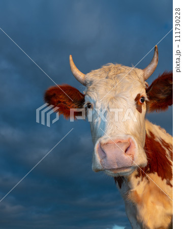 portrait of a cow setting sun 111730228