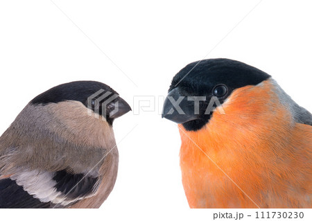 bullfinch isolated on white background 111730230