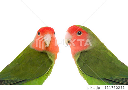 lovebirds isolated on white background 111730231