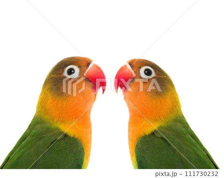 Fischer parrot lovebirds isolated on white background 111730232
