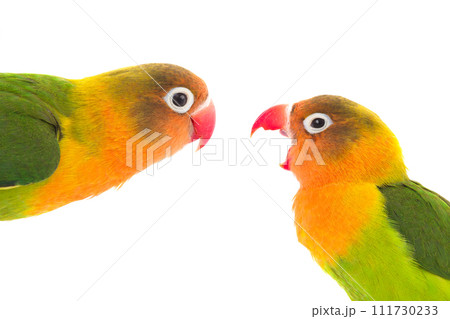 calm and anger concept shot of Fisher parrots isolated on white background 111730233