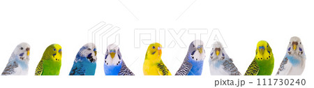 Australian budgerigar isolated on a white background 111730240