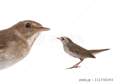 nightingale isolated on white background nightingale isolated on white background 111730243